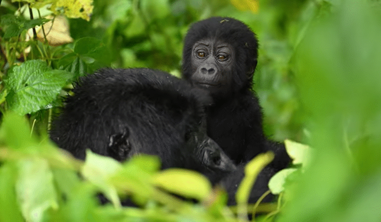 What is the difference between mountain and lowland gorillas?