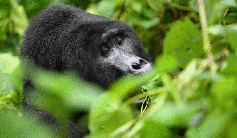 How long do gorillas live? | Uganda Gorilla Safaris