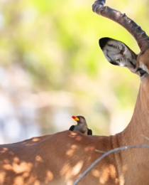 Why Sustainable Safaris Are Transforming African Tourism