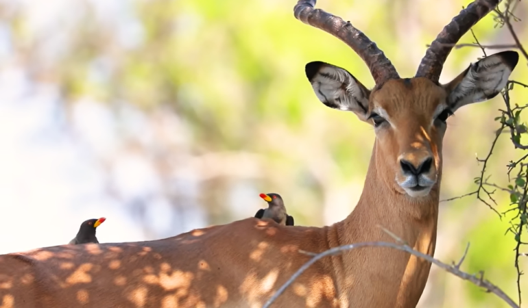 Why Sustainable Safaris Are Transforming African Tourism