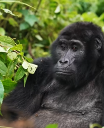 Volcanoes National Park & Mount Bisoke Hike Combo