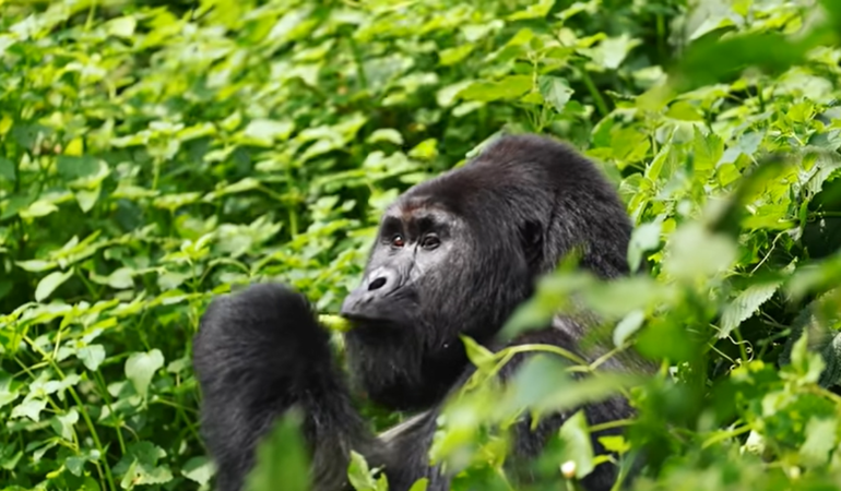 Rwanda Gorilla Safari & Cultural Immersion