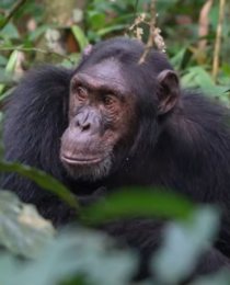 Gorilla Trekking & Nyungwe Forest Chimpanzees