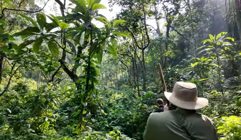 Gorilla Trekking Safari Travel Guide for First-Time Visitors