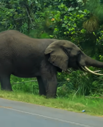 Big Five Safari Travel Experiences in South Africa