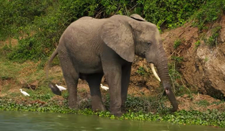 Big Five Safari Travel Experiences in Tanzania