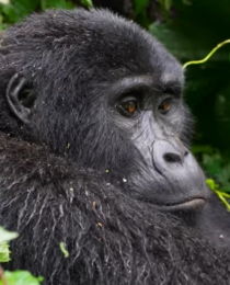 Gorilla Trekking Safari Travel Experiences in Remote Forests