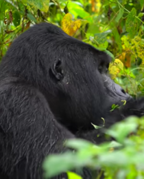 Gorilla Trekking Safari Travel Guide for Budget Travelers