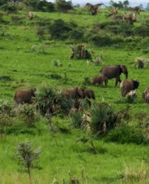 Big Five Safari Travel Experiences in Kenya