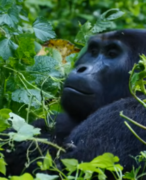 Combining Gorilla Trekking with a Kigali City Tour