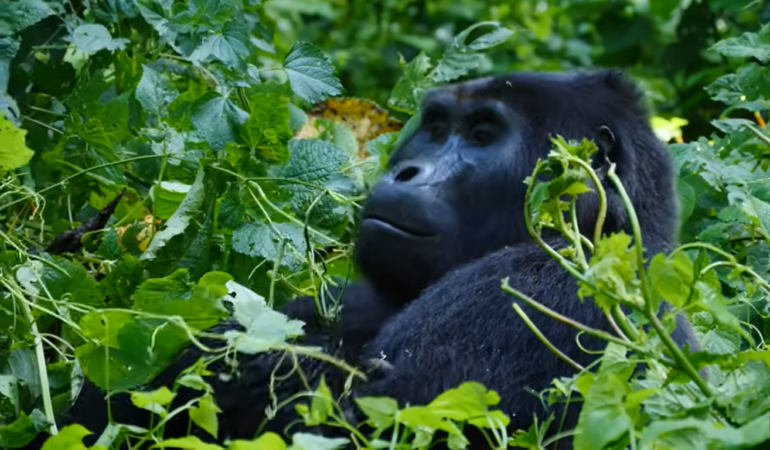 Combining Gorilla Trekking with a Kigali City Tour