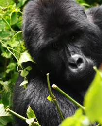 Gorilla Trekking Anniversary Trip in Rwanda