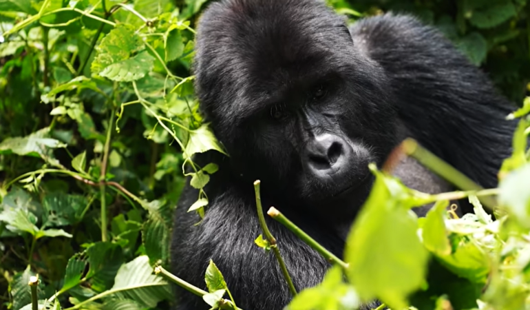 Gorilla Trekking Anniversary Trip in Rwanda
