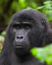 Is there gorilla trekking habituation in Rwanda?