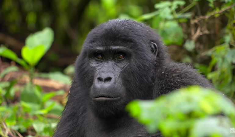 Is there gorilla trekking habituation in Rwanda?