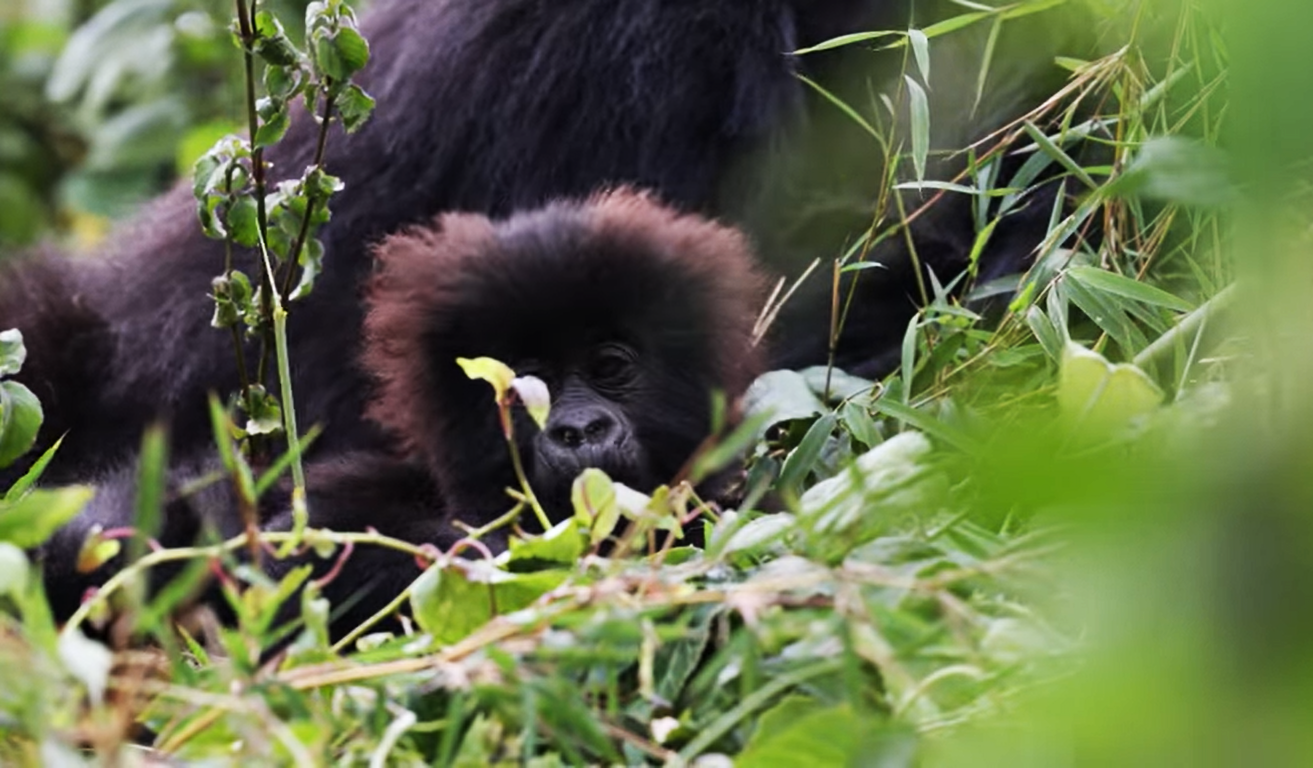 Gorilla Trekking Safaris from Dubai to Rwanda & Uganda