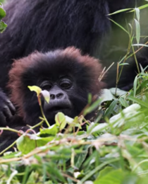 Best Gorilla Trekking Safaris from Dubai