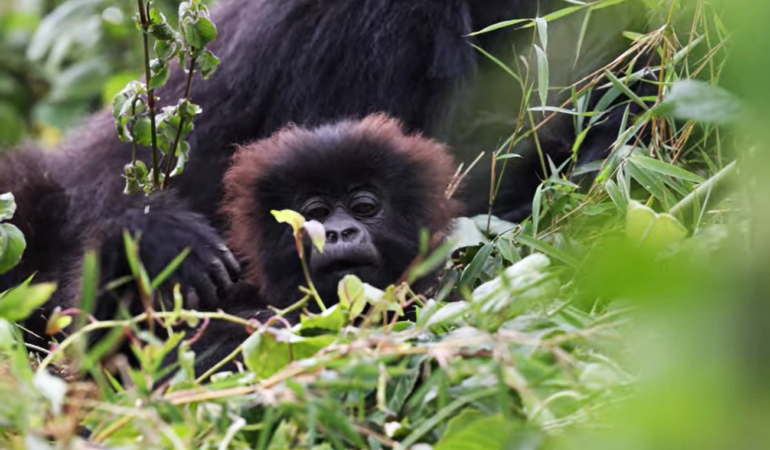 Best Gorilla Trekking Safaris from Dubai