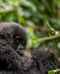 Gorilla Trekking Safaris from Dubai to Rwanda & Uganda