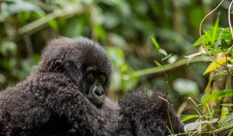 Gorilla Trekking Safaris from Dubai to Rwanda & Uganda