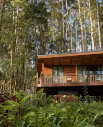 Gorilla Trekking Rwanda Tailor-Made Luxury Trips