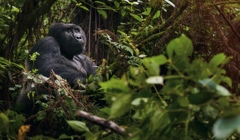 Rwanda Gorilla Safari Luxury Booking Guide