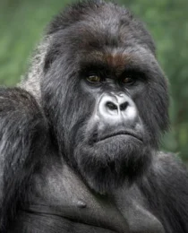 Rwanda Gorilla Safari Permit Booking Tips