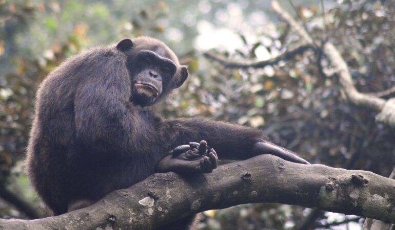 Primate Safari Africa: Top Destinations Beyond Uganda