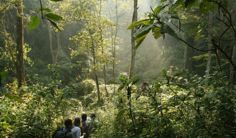 What Is the Minimum Age for Gorilla Trekking in Uganda?