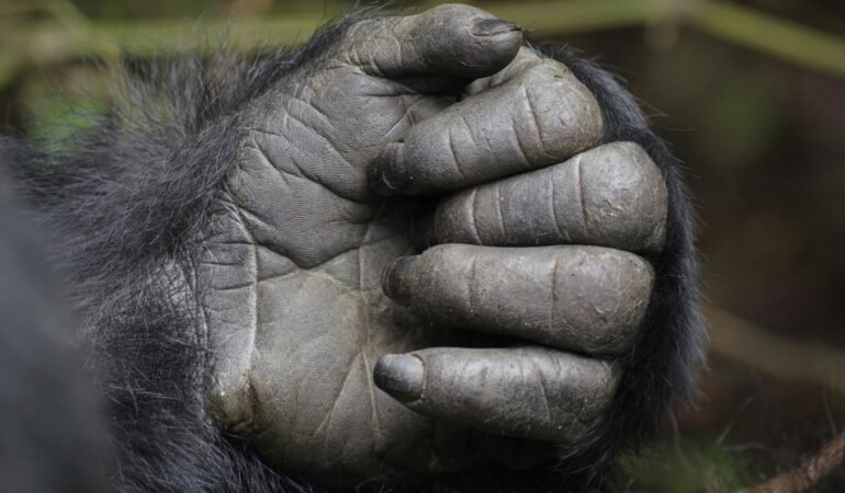 Uganda Great Apes Safari: Gorillas and Chimpanzees Combined