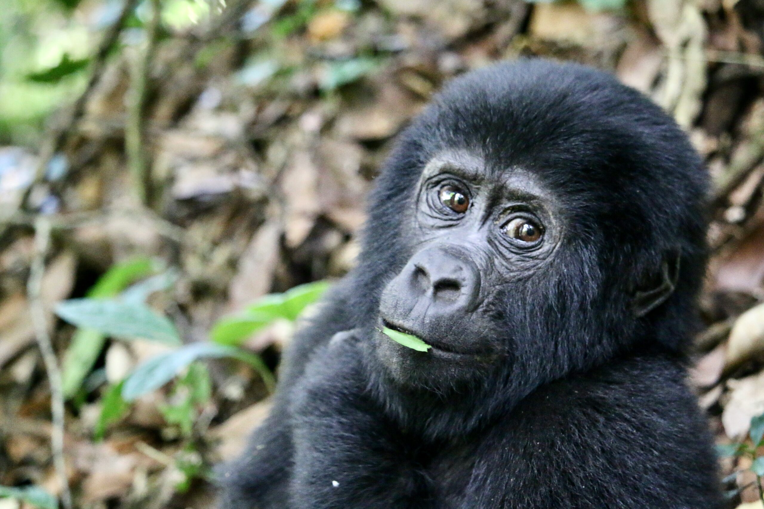 Gorilla Baby Season Uganda