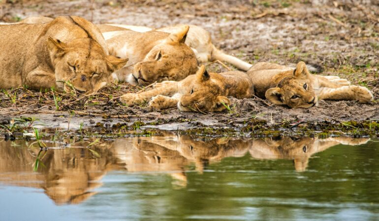 Big Five vs great apes safari