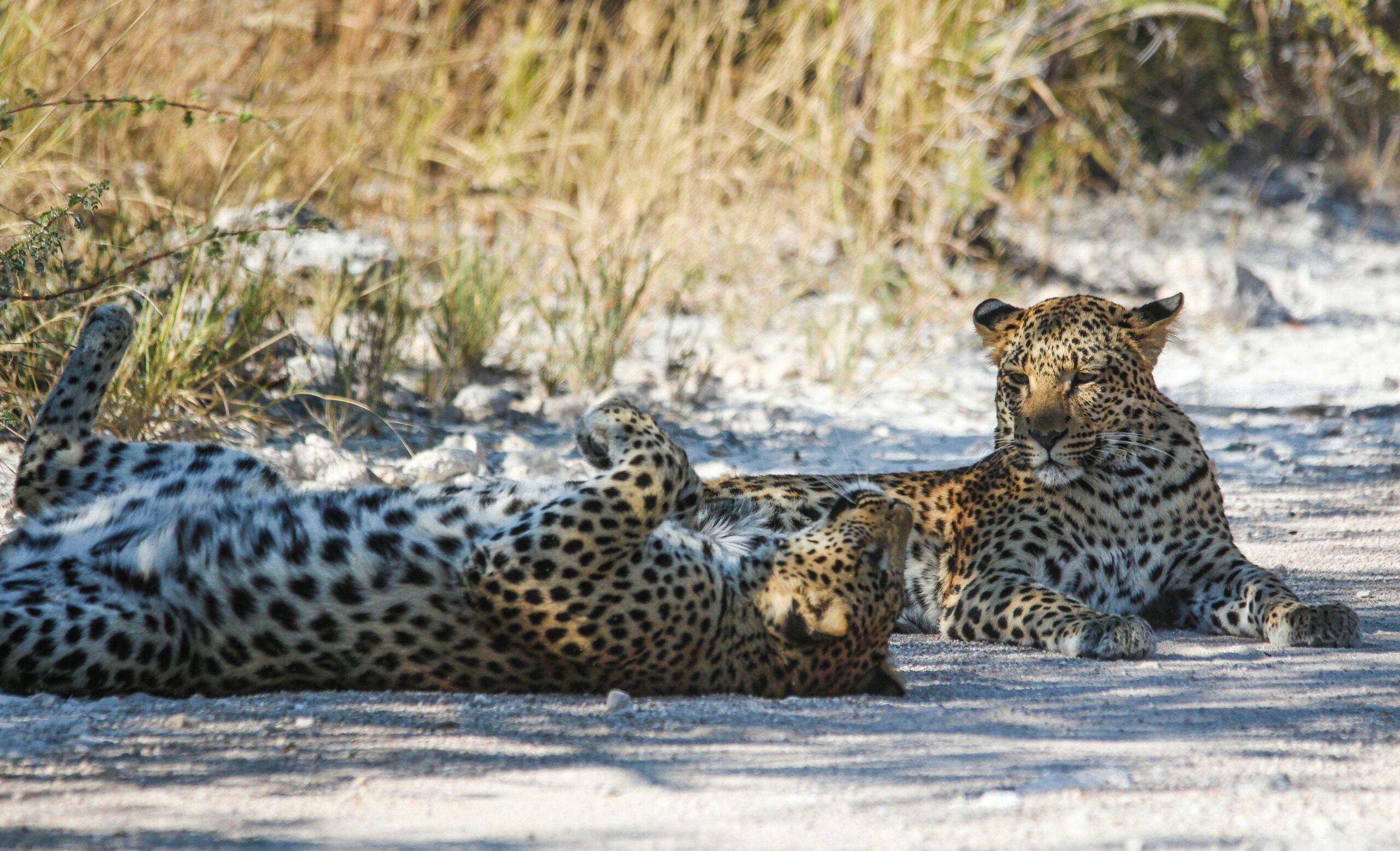 Big Five vs great apes safari