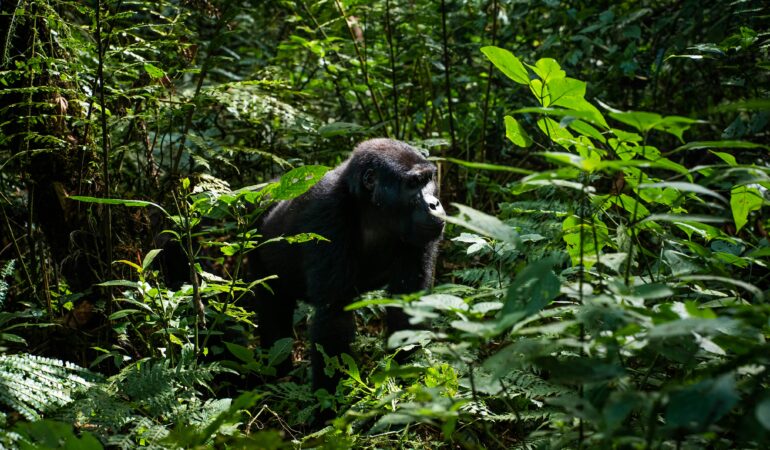 Bwindi Impenetrable Forest: Complete Visitor Guide