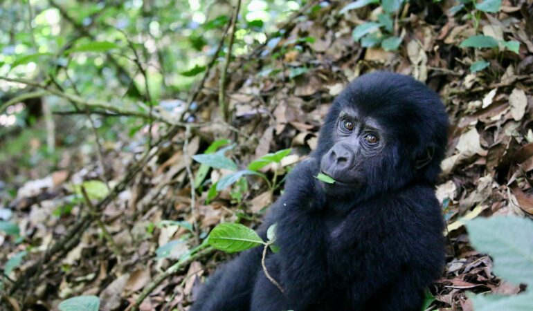 Gorilla Trekking Cancellation Policy: What Happens If You Cancel