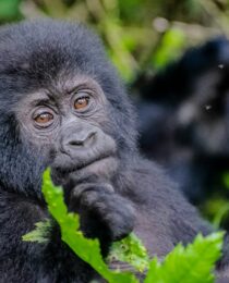 Uganda vs DRC gorilla trekking