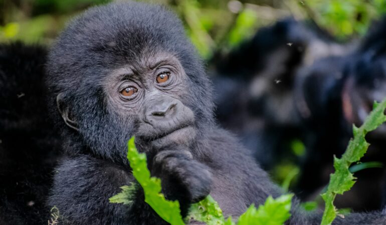 Uganda vs DRC Gorilla Trekking: Is Congo Worth It?