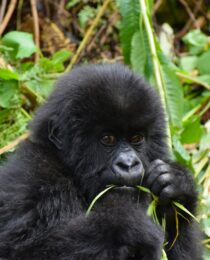 Conservation fees Uganda