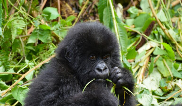 Conservation fees Uganda