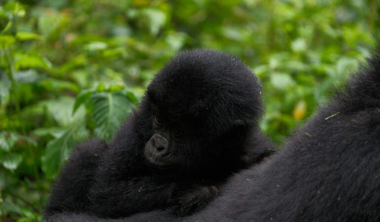 How Many People Per Gorilla Group Per Day? Uganda Rules