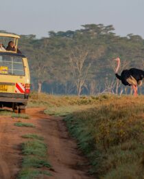 Book Uganda Safari