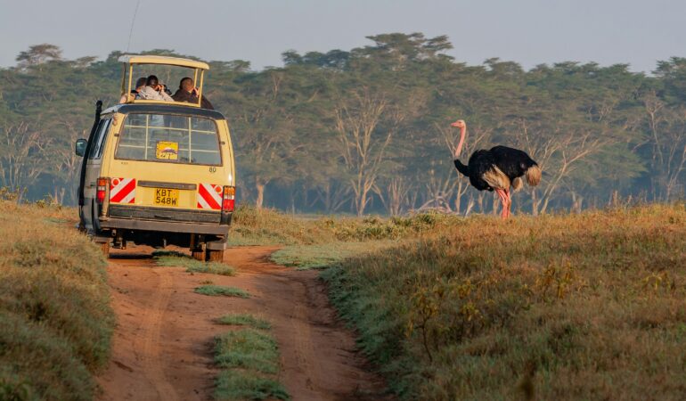 Book Uganda Safari