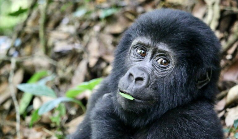 Mountain Gorilla Conservation: How Trekking Fees Help