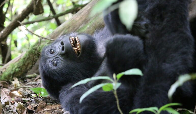All Gorilla Families in Bwindi Impenetrable Forest