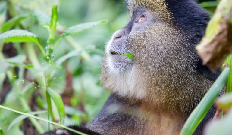Golden Monkey Tracking Mgahinga
