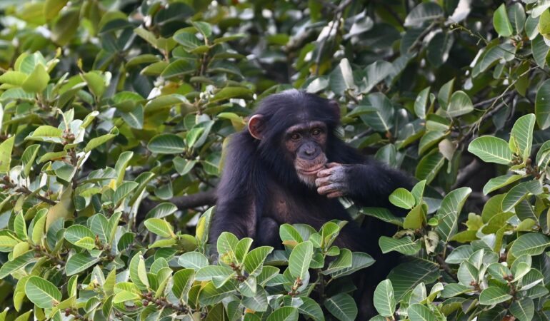 Gombe Stream Tanzania Chimpanzee Trekking: Jane Goodall’s Legacy