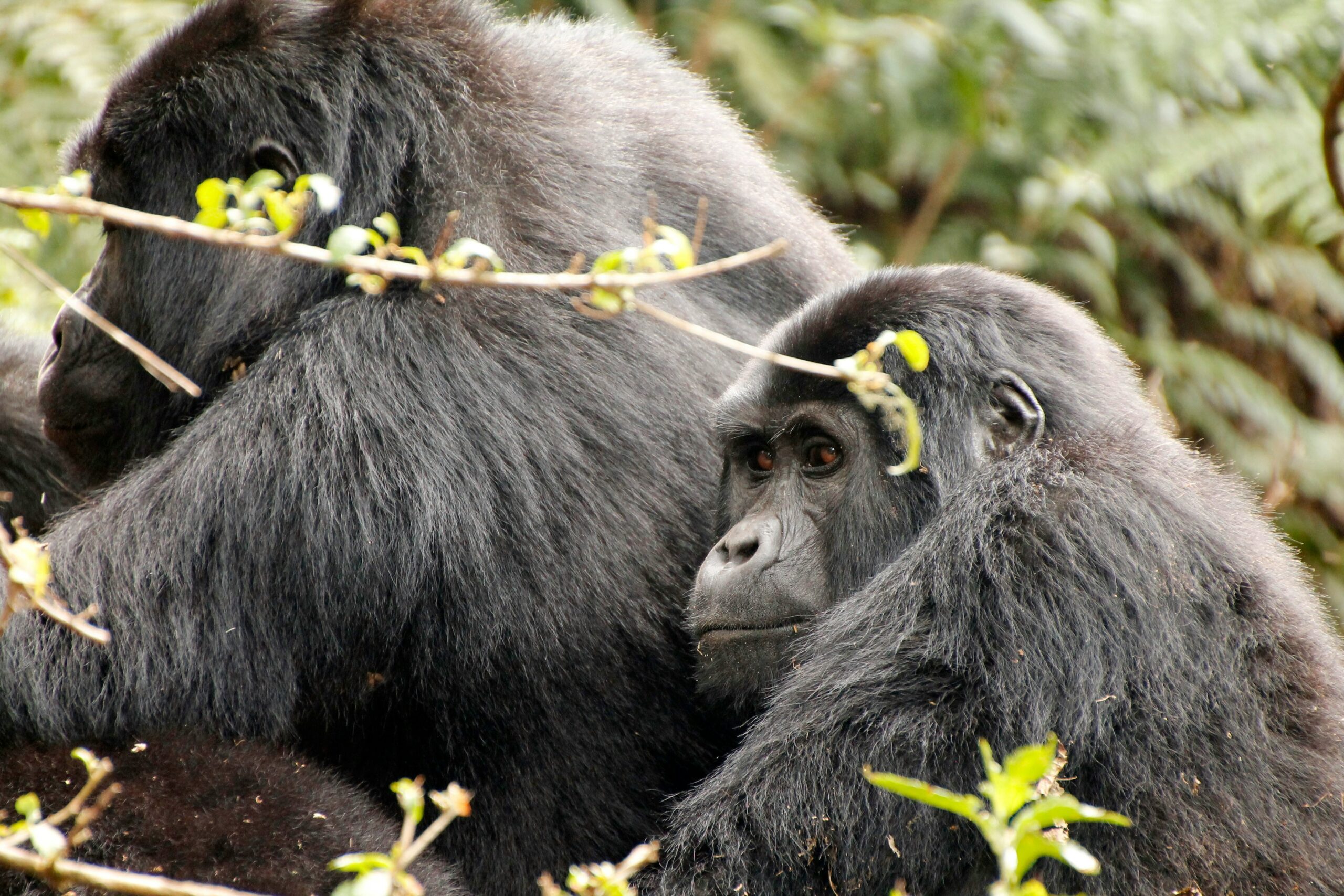 Tanzania safari Uganda gorillas