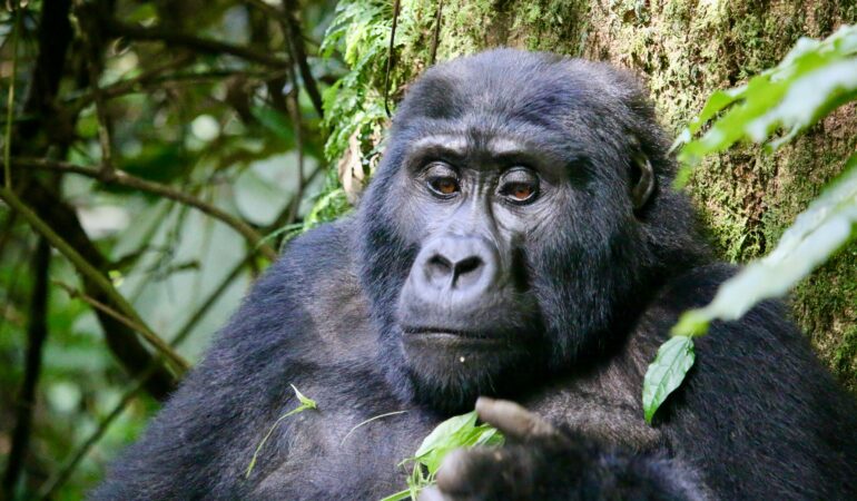 Solo Gorilla Trekking Uganda: Is It Safe and How to Plan