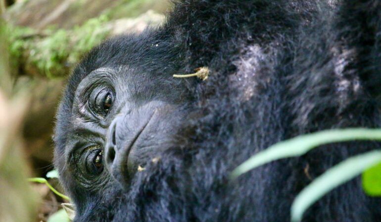 Gorilla Habituation Experience Bwindi: Full Guide