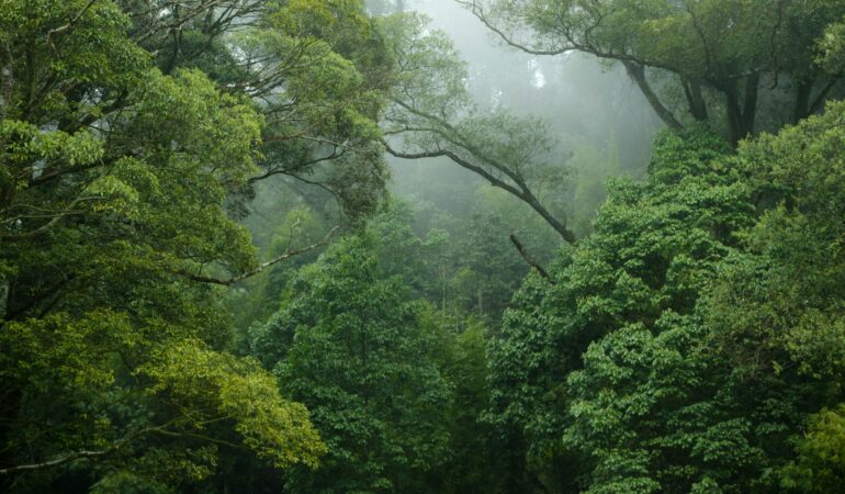 Mabira Forest Reserve Uganda: Birding and Eco-Tourism